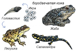 земноводные